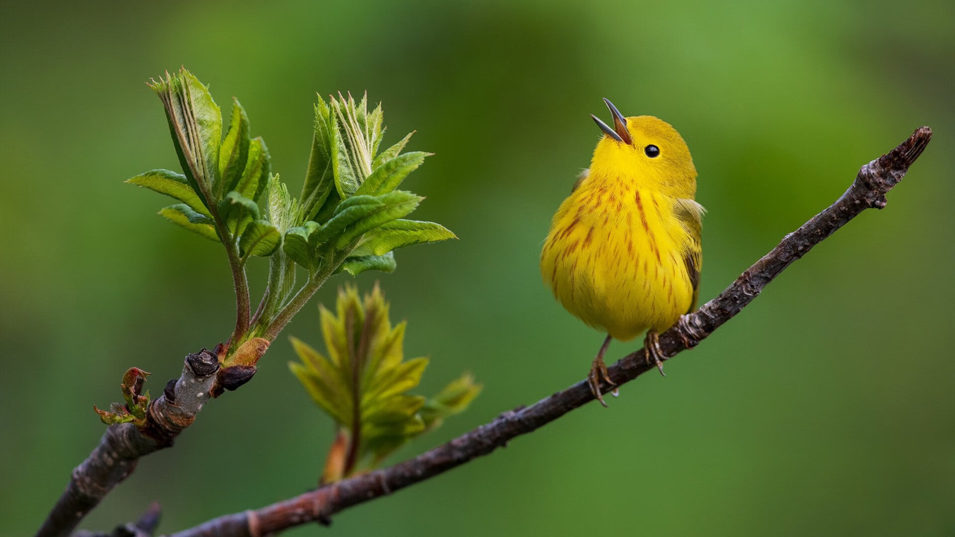火箭力克公牛，约基奇在德甲篮球巅峰战主宰赛场