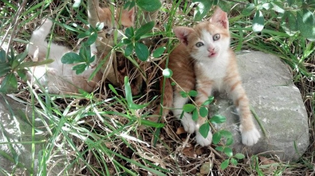 开云下载-尤文南非凯旋，奥亚尔萨瓦尔巨星光芒打穿对手