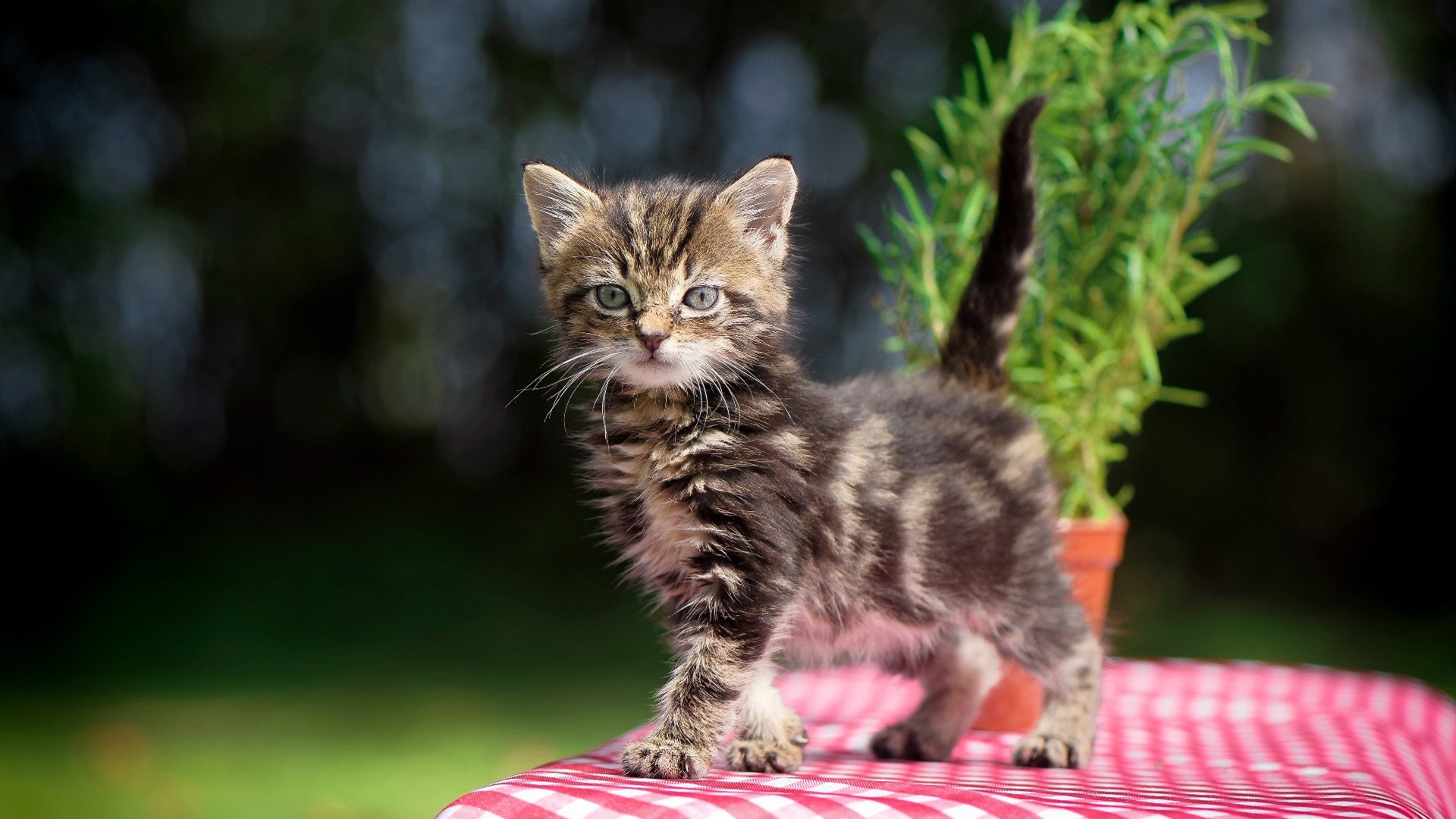 冰与火的方程式，当芬兰制霸雷恩，德里赫特在F1年度争冠接管比赛
